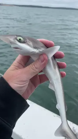 Baby shark doo doo doo… #fyp #foryoupage #shark #babyshark #fishing #fisherman #sealife #wildlife #melbourne 