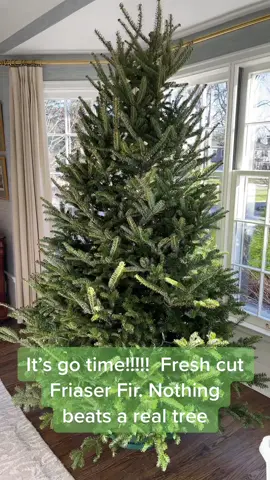 Fresh friaser fir. I will die on this hill 🌲🤩