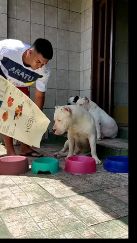 Uma hora sofrida na vida do cara kkk #pitbulleumvicio #pitbull #pitmonster #dog #cachorro #fooddog #food #tiktok 