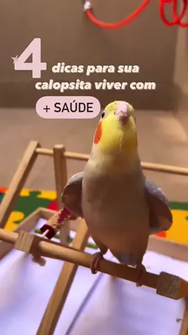 diquinhas p/ uma ave muito mais saudável e feliz 🥰🫶🏻 #fyp #viral #foryou 