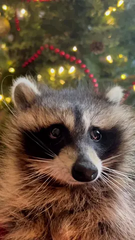 From last year. She still gets hiccups sometimes 😂🥹🥰