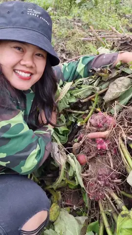 Mùa Thu hoạch GIỐNG SÂM ĐẤT siêu củ, *Kho báu* của bà con vùng cao Tây Bắc #samdat #cusamdat #yacon #ancungtiktok #docla #hoaqua #xuhuong #trending #hot#traicay #maitaybac #dacsantaybac 