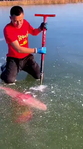 #puyu #fish #labour 