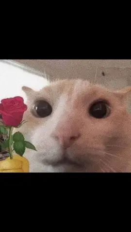 Aceite essas flores #cat #gato #flores #flowers #memes 