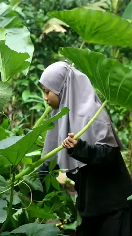 Lompong Lumbu Santenan. awas gatel lurr.. #viralditiktok #serunyakuliner #marikitacoba #kulinertiktok #jajanditiktok #serunyabelajar 