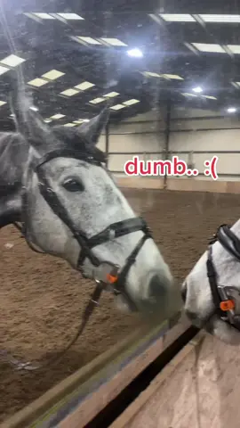 it’s a hard life bein a Moonlight #horsetok #horsesoftiktok #horsefail #equestrian #StumbleToVictory #equestriansoftiktok #equestrianlife #horsegirl #horse #horsebackriding #equestrianstyle #equestrianvibes #horseriding #equine #eq #horsesontiktok #fyp 