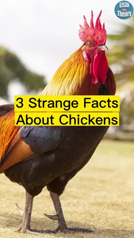 #chicken #chickens #hen #hens #rooster #farmanimals #chickenfacts #facts #factoftheday #fyp #viral 
