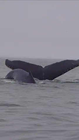 Have you ever seen whales running over each other?  Not today because these Humpback whales managed to perfectly cross each other paths without hitting each other. Whale's spatial awareness is something else.   🐋 Book your trip now using the link in bio.   #whalewatching #whale #tail #predator #orca #breach #jump #fly #news #media #lunges #wildlife  #montereycalifornia #coast #cali #sunset #boat #dolphins #tiktok #tiktokviral  #friends #friendly #drone 