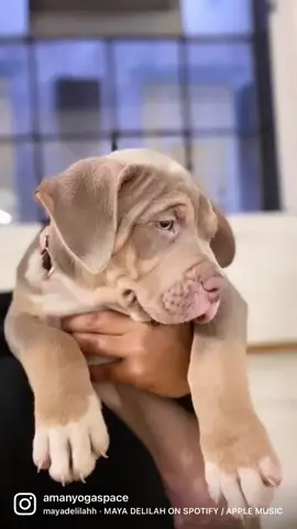 ✨ Puppy Yoga with @pawsideyoga and Aman Yoga! ✨   I’ve had the pleasure of working with Pawsideyoga for the past few years and always enjoy the fun and love we develop within practise!   Kundalini yoga, followed by crazy cuddles and play with these gorgeous fatty XL bullies at the renowned @pineappledancestudios 🐾 🧘🏽‍♂️ 🍍   Practise Puppies and Pineapples? What could be more PAWFECT! 🙏🏽  #amanyogaspace #amanyoga #amanyogi  #pawsideyoga #puppyyoga  #pinapplestudios #yoga #kundalini #london #coventgarden #animals #Love #practise #MentalHealth #wellness #wellbeing #instayoga #kundaliniyoga #uk 