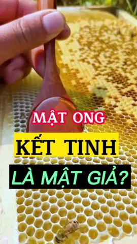 #LearnOnTikTok #ancungtiktok  VÌ SAO MẬT ONG KẾT TINH? #TayBac #khamphataybac  #matong #matongrung 