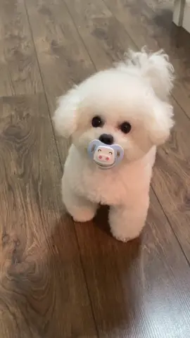 #cutedog #foryou #fyp #bichonfrise 