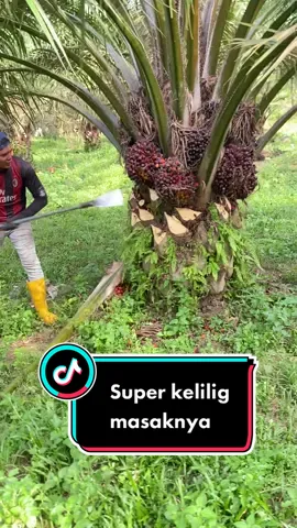 Panen sawit buah masak semua, yang diatas tumbuh subur#sawit #fyp #buahsawit #panensawit #sawitmalaysia 