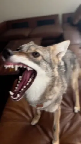 Fluent in Geonosian #coyote 