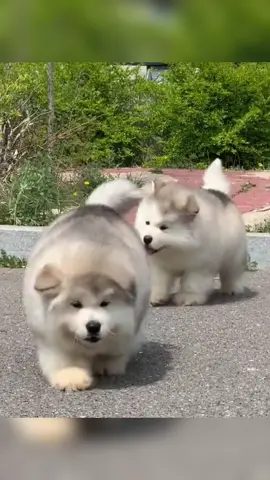 #dog #dogsoftiktok #cute #pet #foryou 