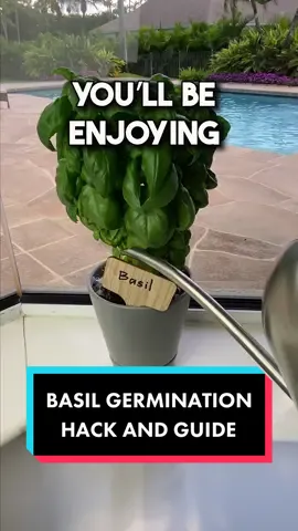Step by step guide to start enjoying fresh Basil in no time, and a couple crucial steps you don’t want to miss.   If you enjoyed this video or it helped you please Follow for more related content that’s based off of 30+ years as a professional grower.  #propagation #germination #seed # seeds #herbgarden #herbs #propagationsuccess #propagatingplants #plantpropagation #plants #basil
