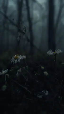 late November vibes 🍂... #nature #aesthetic #dark #darkaesthetic #darkaesthetics #naturevibes #november #fallvibes #forest #somber #moody #moodytones 