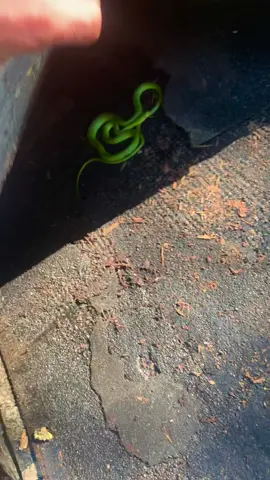 More on YT! #snakes #fyp #trending #reptiles #herping #wildlife #satisfying #nature #snakehunting #herping #Outdoors #animals #treasure