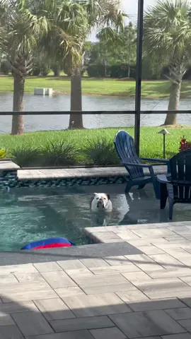 Found him… #englishbulldog #bulldog #floridaliving #bulldogsoftiktok #fyp 