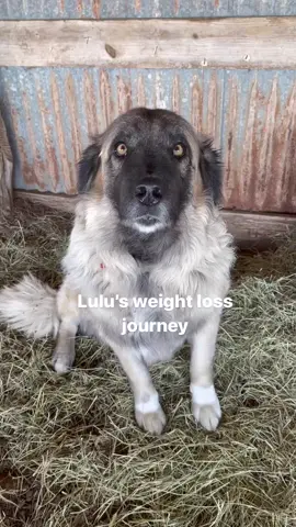 Let’s take a journey with Lulu! 🐾🦴    #dogsoftiktok #lgd #fypシ 