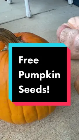 Free pumpkin seed giveaway! If you want any of these pumpkins, comment below which one you’d like. Next weekend I’ll pick two followers to send seeds from each pumpkin! #pumpkin #giveaway #freeseeds #seasonofgiving #homegrown #growyourown #gardentok #verygoodgardening 