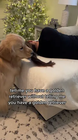 No hair ties are safe in this house 😂 #goldenretrieverlife #doglover #funnymoments #goldenretriever 