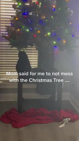 #ManyAdventuresOfCaptJack showing his #ChristmasSpirit. #BlackCatsOfTikTok #Cats #BlackCats #CatsOfTikTok #CaptJack #fyp #FunnyCat #FunnyCatsOfTikTok #ChristmasTree #CatsChristmasTree 