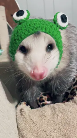 #possumsoftiktok #oppossumsoftiktok #snack#fyp #christmascountdown 