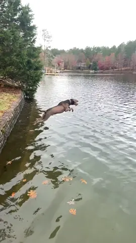Slob Seeger Can Fly!!! #dog #labrador #lake #water #dogsoftiktok #fall #pets #swimming 