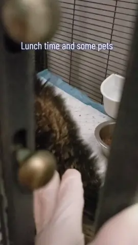 The crust is starting to fall off. kitty is safe in quarantine and trying to adjust to his new life #catsoftiktok #catrescue #catrescuer #kitten #cat #catslovers #catlover #cats #kittensoftiktok #kittens #stray #straycat #straycats #straycatsoftiktok #savetheworld #savetheanimals #help #helpme #mange #veterinarian #vet #update #cybermonday #cybermondaydeals #florida #floridacheck 