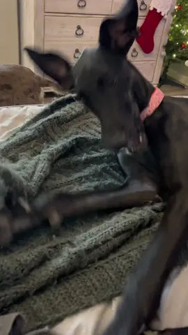 Oh the drama 😂😂 #drama #baby #sosad #momisameanie #greatdane #tantrum #angermanagement 