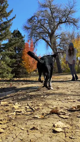 If only every day could look like this 💕 Keep my little buddy in your thoughts today as we go to the emergency vet for stomach issues😢 #dogmom #dogmomlife #dogmomaf #doggosoftiktok #doggolove #doggotok #dogsofttiktok #coloradodog #coloradodogs #doggies #doggiesoftiktok 