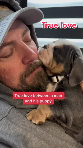 They have been inseparable. Chowder and Jeff will be best friends forever ❤️. #fyp #fypシ #viralvideo #viral #englishbulldogpuppy #TrueLove #manandhisdog #christmaspresent 