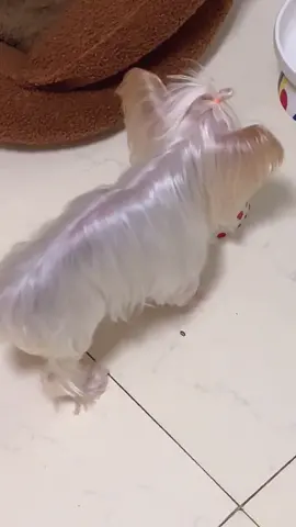 That glittering silky hair #puppy #cute #dogsoftiktok #pet #foryou #fyp