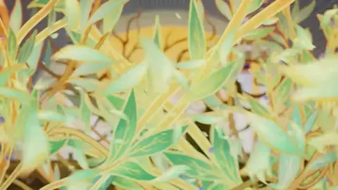 マハールッカデヴァータ ⚠︎︎ 魔神任務第3章第5幕ネタバレ注意 #マハールッカデヴァータ #原神 #スメール #魔神任務 