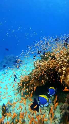 Snorkling ketemu ikan DORI 🐟🐠🐡 @yourcrush  #travellingsabang #sabangbeach #traveltiktok #snorkling #liburan #fyp #blueocean #holiday #pulauwehsabang #snorkling 