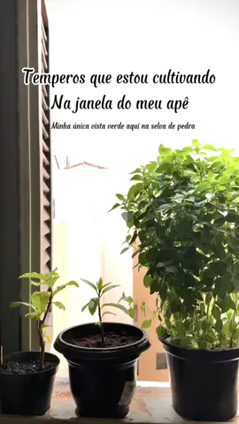 Minhas plantinhas temperando meus pratos diariamente. #temperos #temperosnaturais #receitas #foodmakers #fy #fyfood #plantas #vegetables #spicyfood 