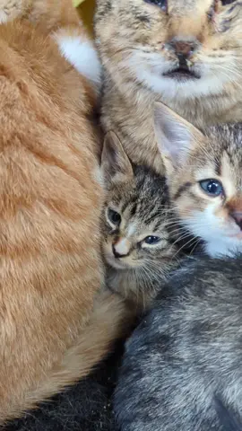 the heartbreaking reality here #turkish #stray #cats 