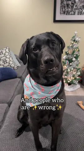 Just stating the facts😌 #fyp #foryou #dogsoftiktok #labsoftiktok 