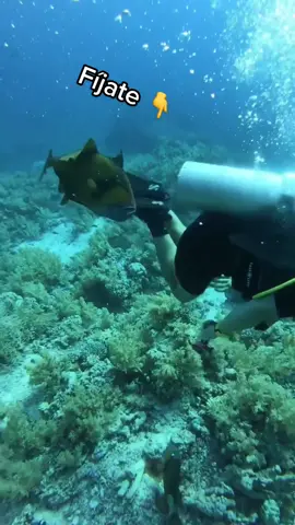 👉 Cuidado con el Pez Ballesta 🐠 #oceano #mar #ciencia #aprendentiktok #documental #jcoceans #buceo #snorkel #caribe