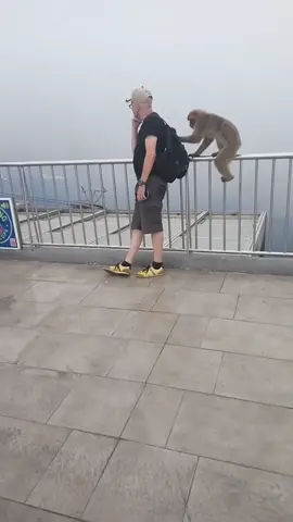 Un mono le intenta robar la mochila a un hombre 🤣 #mono #animales