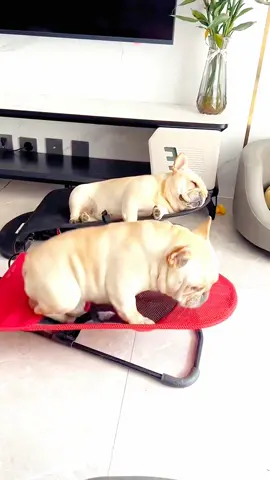 Pet rocking chair#pet #bulldog #petsupplies 