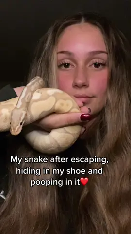 Love him though 🤷‍♀️ #ballpython #snake 