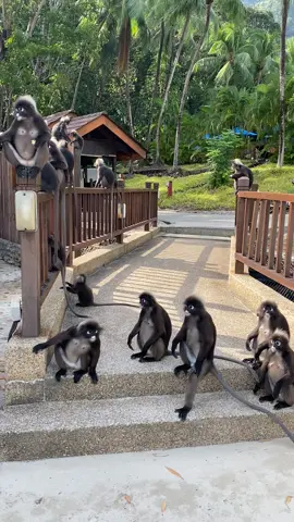 🙈🙉🙊   #duskyleafmonkey #malaysia #fyp #fy #monkey #cuties #langkawi #beache #beachevibes #Summer #2022 #berjaya 