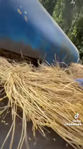 โสดจับใจ😓 ลูกน้องสีบ่ได้เรื่อง เจ้าของรถขึ้นสีเอง  21y #สีข้าว #นวดข้าว #เครื่องสีข้าว #โสด