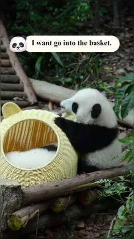 One basket two pandas 😂#panda #pandaexpress #pandababy #pandasoftiktok #cute #funny #animals #fyp #foryou 