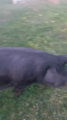 Poludi Ivce ...Polufi