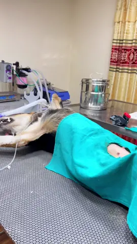 Surgery of the dog under Gas anesthesia machine @jibachha veterinary hospital 🏥 Jhamsikhel lalitpur 🏥🏥#animalhospital #animalscare😍😍