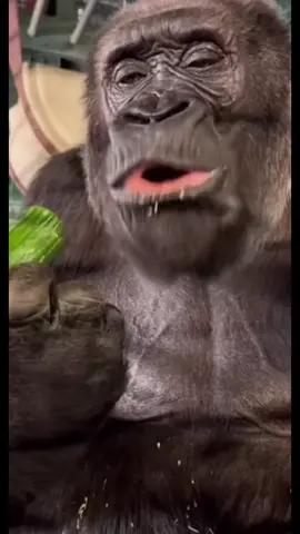 กินเป็นตาแซ่บแท้ #คิงคอง 