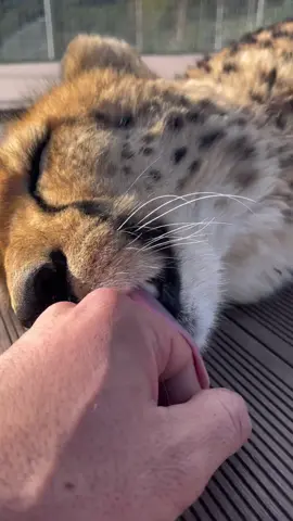 Su ronroneo 🥰🐆 #guepardo #guepardos #cheetah #cheetahs #cheetahsoftiktok #animalsofttiktok #animalsoftiktok #coraxfauna #fyp #Love