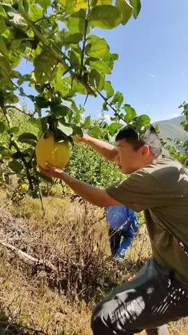 It is not lemon #plant #LearnOnTikTok #agriculture 